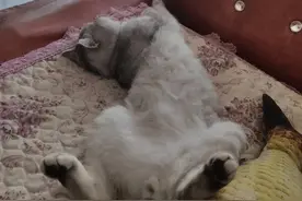 我家猫主子尿闭的发病治疗护理及恢复的全过程图片