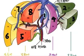 肝脏高清超微解剖结构图片