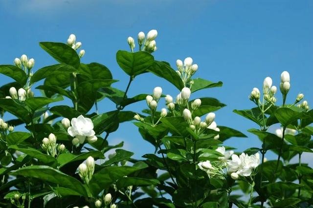 一朵茉莉，兴一座城
