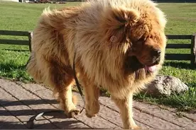 世界上最贵的狗狗，网友：请问应该用什么喂？图片