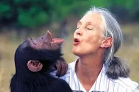 人兽真能杂交？日本批准“人兽杂交胚胎实验”，是灾难还是福音？图片