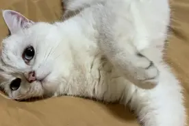 猫咪神经炎自救！！拿走不谢！！图片