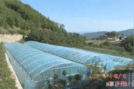 十堰最大无花果基地迎来丰收季，果实软糯香甜图片