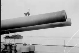 萌宠趣闻：一次世界大战中的猫咪盟军工兵队（故事一）图片