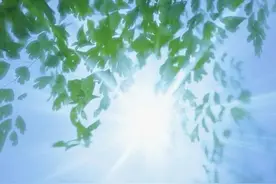 壁纸：树叶与阳光图片