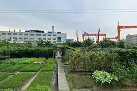 经常给家人买菜做饭的人，三种“有害”蔬菜，医生建议:少买少吃图片