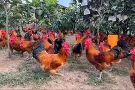 4招辨别农民养的鸡跟养殖场的鸡，准确率100%，以后买鸡不被坑图片