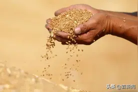 印度不卖小麦了！全球粮食危机来袭？图片