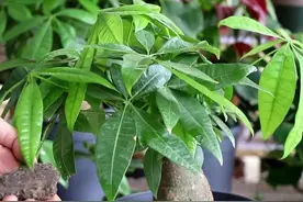 发财树不难养，牢记“3点”，一年四季枝叶多，绿油油，财运旺图片