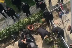 老人菜园被强制拆除，到底是何人所为？图片