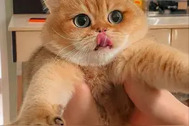 金渐层为什么能成为猫界“头牌”？这几大好处，越养越上瘾图片