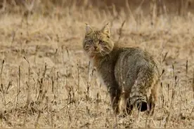 祁连山国家公园野生动物救护繁育站成功放归一只成年雄性荒漠猫图片