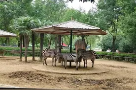 盘点河南省内排名前四动物园，优缺点以及注意事项图片