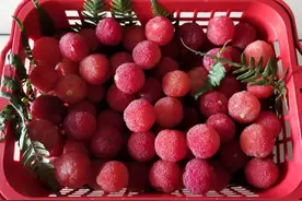 杨梅熟了，我们来读读古人的几首写杨梅的诗图片