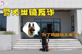 全民反诈 | 警犬出镜反诈：为了鸡腿我太难了图片