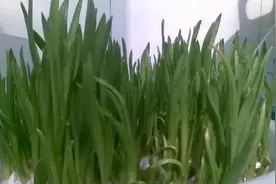 立冬后还能种6种蔬菜，抗冻收获周期短，农民早行动图片