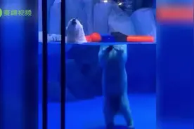 上海一海洋馆内北极熊因光折射身首异处，网友：最离谱的折射图片