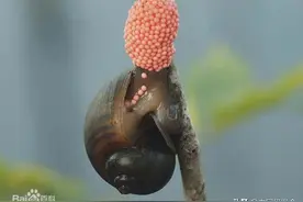 福寿螺为何在原产地南美洲没有泛滥成灾？|绿会国际讯图片