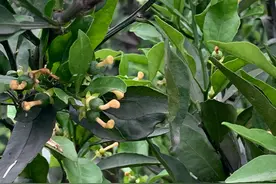 柑橘什么时候保果好？有些人也许做错了图片