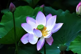 除开象征爱情外，莲花还有什么神奇含义？为你剖析古人诗词的美好图片