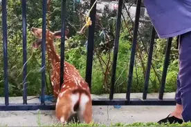 梅花鹿抄近路“卡”在防护栏上！热心市民跨栏施救帮其脱困图片