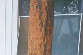 香樟树上有“泥”，原来是它作祟？图片