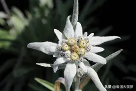 阿尔卑斯山的雪绒花，德国山地炮兵武器，GebG36式75毫米山炮！图片