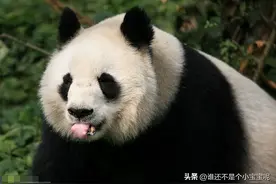 每天认识一只大熊猫——冰冰，成都基地地花，蓬蓬脸家族的掌门熊图片