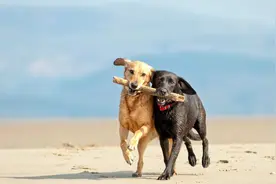 SAM让CV走到尽头？学CV的研究生还能正常毕业吗？怎么使用SAM？图片