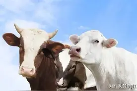 生肖牛最不喜欢和谁相处共事？图片