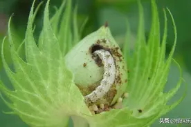 这个配方，号称最强杀虫配方，内外害虫全杀完，1遍顶3遍图片