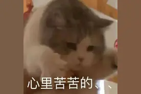 可爱的表情包：小美人儿，我来了图片