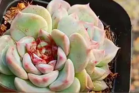 冬天给多肉“洗澡”，尽量别用清水，因为害处太多了图片