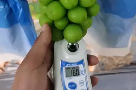 曾亩赚13万今却愁着卖，阳光玫瑰到底经历了啥？消费者：不敢买图片