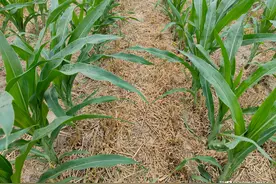 玉米追肥有诀窍，记住这个追肥口诀，亩产可达2000斤以上图片