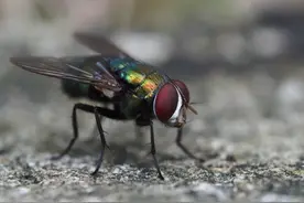 苍蝇为什么总喜欢“搓手”？还会把头拧下来玩？看完真相惊呆了图片