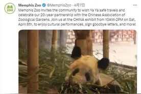 “丫丫”正式移交中方！孟菲斯动物园CEO发声，后续合作正在讨论图片