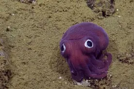 外国网友分享水下世界里的惊奇画面，有些真是又吓人又迷人图片