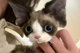 为何养“德文卷毛猫”的人多？网友：养了你会真香！图片