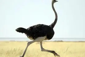 鸵鸟是怎么繁殖的？看完你就明白了图片