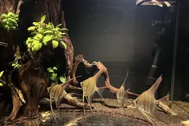 沉木黄水解决方法图片