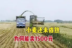 小麦青储1亩1500河南小伙含泪算了一笔账，1个月能收获，该不该卖图片
