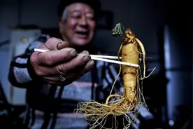 农村大爷用人参泡酒，7年后发现人参“活了”，酒也不敢喝了图片