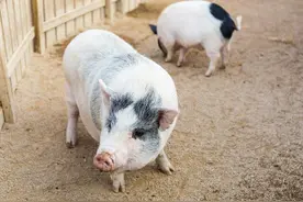 原来我们都错了，猪皮原来有那么多的用处功效，再也不要丢了图片