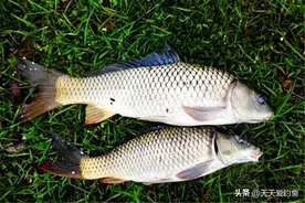 雨天鱼靠边？这4种类型的下雨天，才是真的爆护天图片