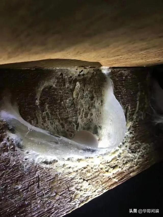 女人经常吃燕窝的危害 女人经常吃燕窝的危害是什么