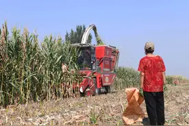 6行玉米收获机，雷沃谷神vs山东巨明，热门机型配置对比图片