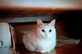 猫咪中途换主人，它会觉得很伤心吗？图片