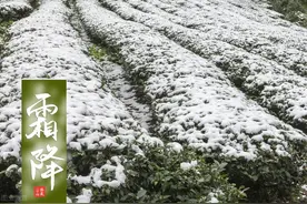 马上霜降，建议大家：少吃生姜和茄子，多吃4样，滋补润燥身体棒图片