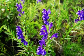 黄芩 | 天然有效的植物抗生素图片